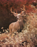 Cerf royal Art par Charles Alsheimer