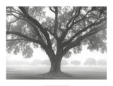 Silhouette Oak Prints by William Guion