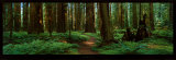 Sequoias Posters by Alain Thomas