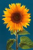 Sunflower Posters