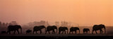 Troupeau d'Elephants  Posters av Michel & Christine Denis-Huot