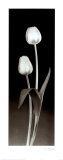 Tulpen Kunstdrucke von Dick & Diane Stefanich