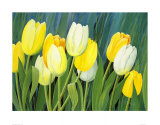 Tulipanes Pósters por Franz Heigl