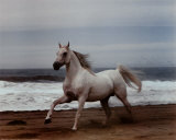 Caballo blanco en la playa Láminas por Ron Kimball Caballo blanco en la playa Láminas por Ron Kimball