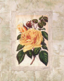 Victorian Rose II Prints by John Butler