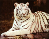 Tigre blanco sentado Pósters por Ron Kimball Tigre blanco sentado Pósters por Ron Kimball