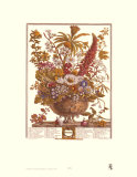 Twelve Months of Flowers, 1730, December Prints by Robert Furber