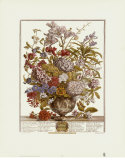 Twelve Months of Flowers, 1730, July Posters by Robert Furber
