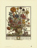 Twelve Months of Flowers, 1730, March Posters par Robert Furber