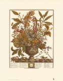Twelve Months of Flowers, 1730, January Posters by Robert Furber