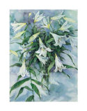 White Lilies Plakater av Mae Book White Lilies Plakater av Mae Book