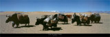 Yak in West Tibet Kunstdrucke von D. Camisasca