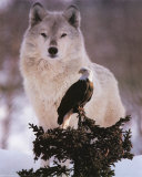 Wolf and Eagle  Art