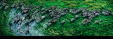 Bergzebras, Equus-Zebra, Okavango-Delta Poster von Steve Bloom