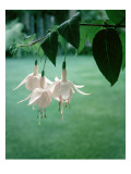 House & Garden - June 1963 Premium Photographic Print by Ralph Bailey