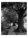 House & Garden - July 1948 Premium Photographic Print by André Kertész