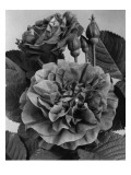 House & Garden - May 1940 Premium Photographic Print by J. Horace McFarland