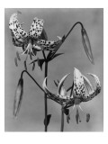 House & Garden - September 1948 Premium Photographic Print by Herman V. Wall