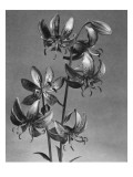 House & Garden - March 1942 Premium Photographic Print by J. Horace McFarland