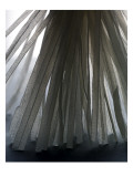 Gourmet Premium Photographic Print by Romulo Yanes