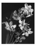 House & Garden - June 1940 Premium Photographic Print by J. Horace McFarland