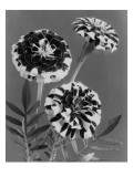 House & Garden - May 1941 Premium Photographic Print by J. Horace McFarland