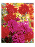 House & Garden - April 2003 Premium Photographic Print by Alexandre Bailhache