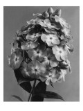 House & Garden - May 1939 Premium Photographic Print by J. Horace McFarland