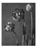 House & Garden - September 1937 Premium Photographic Print by Walter Beebe Wilder