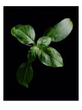 Gourmet - January 2007 Premium Photographic Print by Romulo Yanes