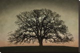 Majestic Oak Reproducción en lienzo de la lámina por David Winston