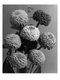 House & Garden - May 1941 Premium Photographic Print by J. Horace McFarland