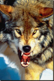 Gray Wolf Close-Up Reproducción en lienzo de la lámina Gray Wolf Close-Up Reproducción en lienzo de la lámina