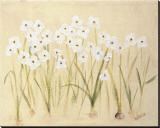 Flower III Trykk på strukket lerret av Brigitte Beliose Flower III Trykk på strukket lerret av Brigitte Beliose