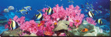 Peces tropicales Reproducción en lienzo de la lámina