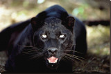 Black Panther Close-Up Lærredstryk på blindramme