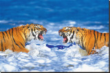 Bengal Tigers Roaring Leinwand