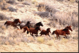 Mustang Horses Running, Wyoming Stretched Canvas Print