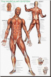 Muscular System Stretched Canvas Print