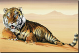 Tiger in Sand Stretched Canvas Print by Ken Messom