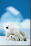 Polar Bear and Baby Stretched Canvas Print