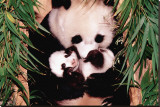 Madre panda y cachorro Reproducción en lienzo de la lámina Madre panda y cachorro Reproducción en lienzo de la lámina