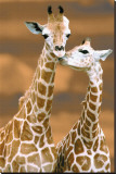Giraffe First Love Stretched Canvas Print by Ron D'Raine