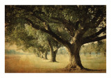 Island Oak Plakater af William Guion Island Oak Plakater af William Guion