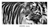 Tigeraugen Poster von Xavier Ortega
