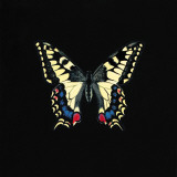 Butterfly on Black Pôsters por Joanna Charlotte