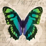 Butterflies II Prints by Tandi Venter