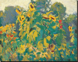 Sunflowers, Thornhill Stretched Canvas Print by J. E. H. MacDonald