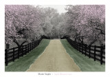 Apple Blossom Lane Plakaty autor Monte Nagler
