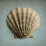 Etude de coquillage II Affiches par Heather Jacks